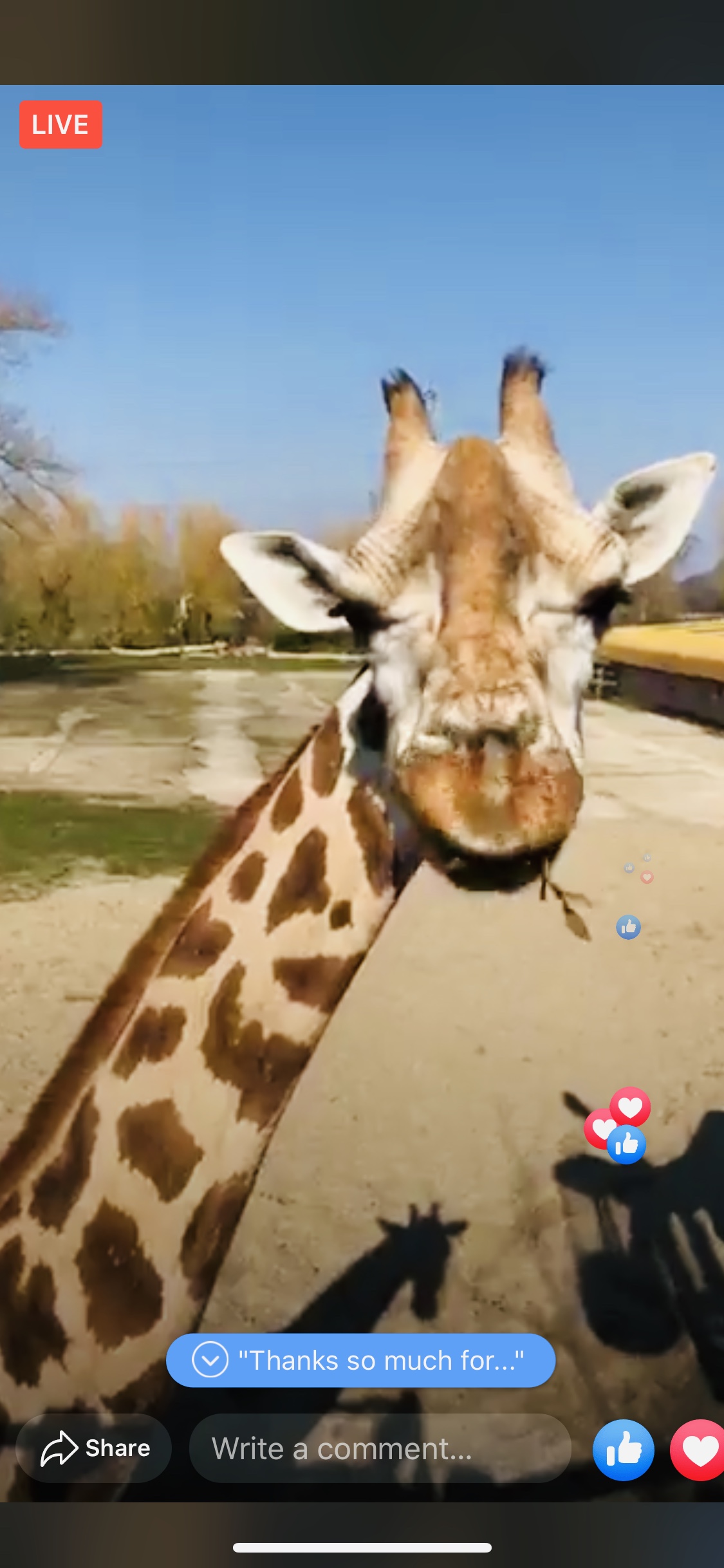 Giraffe Facebook Live Chester Zoo