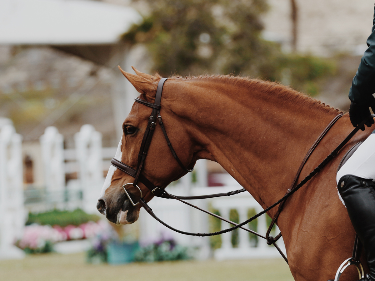 The Virtual Grand National